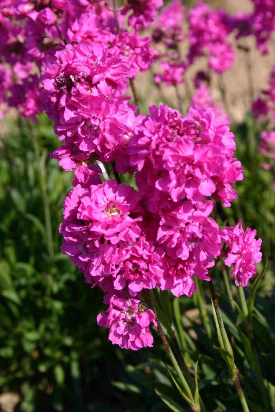 Lychnis viscaria 'Plena'